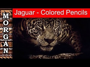 Drawing wildlife with Colored Pencils - Jason Morgan