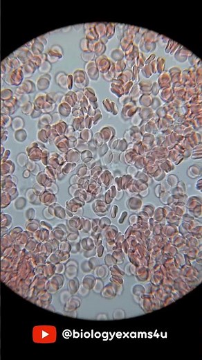 Blood cells under Microscope 🔬#education