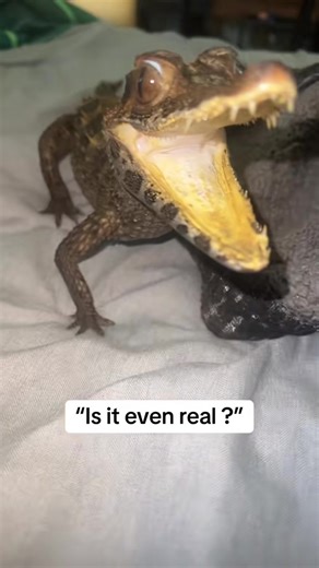 What Sound Do Toucans Make? Find Out!