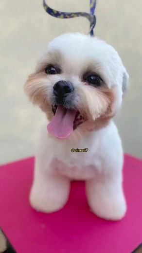Grooming a Happy Shih Tzu: Fluffy Dog Care Tips