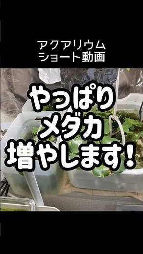 【メダカ繁殖始めます】先日の親メダカと一緒の針子はいなくなりました。ケースを分けて繁殖開始です。 #アクアリウム #ヒメダカ #繁殖 #ウイローモス #産卵床
