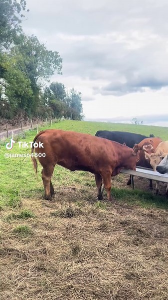 🐄🐄#cows #fyp #videoviral #viral #heifer #limousin #meal
