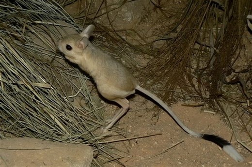 5 Fakta Unik Jerboa, Hewan Mungil yang Bisa Melompat Setinggi 3 Meter - Bobo
