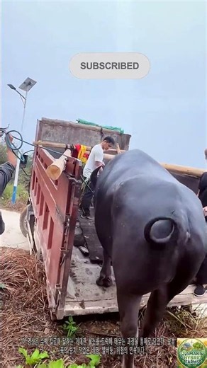 Loading a Giant Water Buffalo onto a Transport Truck | Livestock Handling #agritech #farming #viral