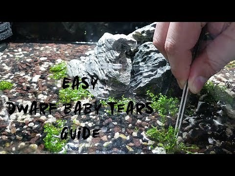 Dwarf Baby Tears: how to plant and care