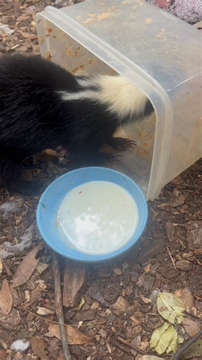 Secret Squirrel Wildlife Rehabilitation on Reels