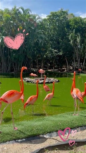 Beautiful Flamingos on Caribbean Island taking bath. #flamingo #famingobeach #flamingos #aruba