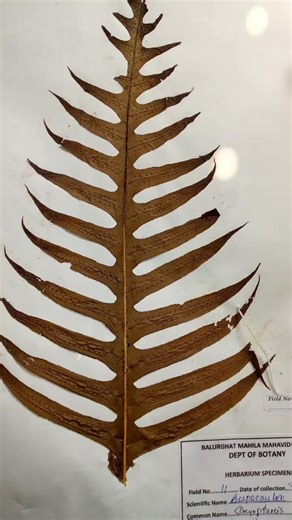 #Dryopteris#herbarium#short