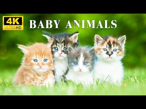 These Lovely Moments Of Young Wild Animals With Relaxing Music, Baby Animals 4K, Soothing Music