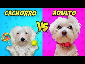 PUPPY DOG vs ADULT DOG in Real Life!!