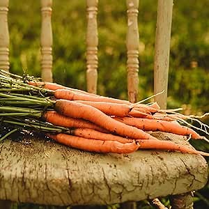 Imperator 58 Carrot - 150 Seeds - Heirloom & Open-Pollinated Variety, Non-GMO Vegetable Seeds for Planting Indoors or Outdoors in Containers or The Home Garden, Thresh Seed Company