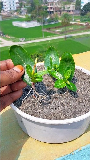 How to grow Vinca/Periwinkle/Nayantara plant from single leaf