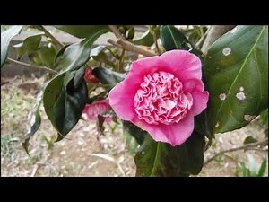 昭和の歌３９９７＃アンコ椿は恋の花 都はるみ
