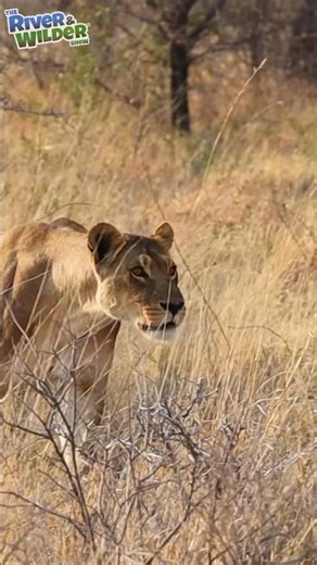 LIONS vs JACKALS - Kids Wild Africa Safari - River & Wilder Show