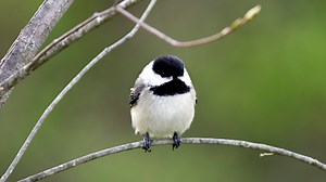 Bird of the Week: What you may not know about Maine's black-capped chickadee