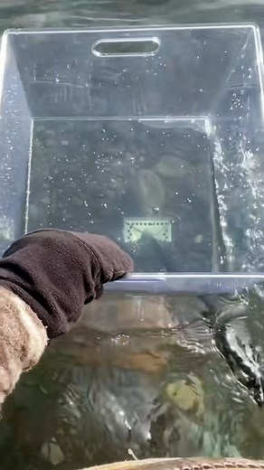 Gigantic chunk of porphyry found in Lake Superior! | Taylor’s Rocksmithery