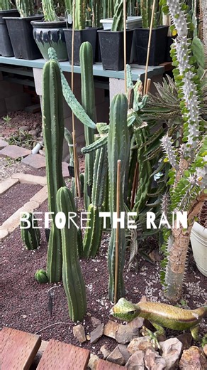 Understanding the Growth of Cacti