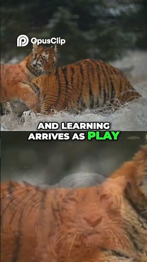 Inside the Siberian Tiger’s World – Life of the Amur Tiger