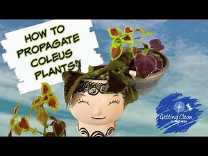 Growing Coleus from Cuttings - Propagating in Water