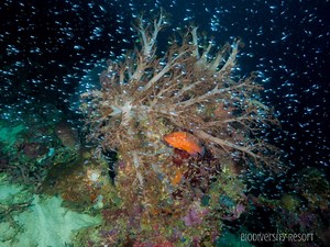 Snorkel Experiences | Raja Ampat Biodiversity Eco Resort