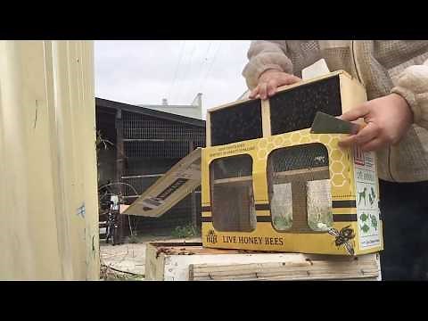 Honey Bees Unboxing - 10,000 bees moving in! | Beekeeping | Tractor Supply Co.