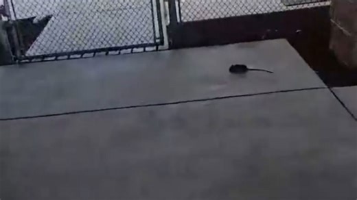 Windstorm aftermath: Dog reacts fiercely to injured rat in backyard