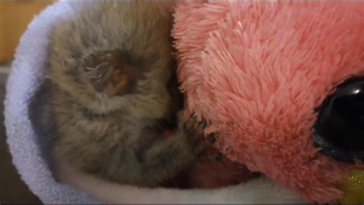 Bush baby rescue for Crow | Flag Animal Farm