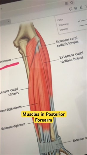12 Muscles in Posterior Forearm in just 60 seconds