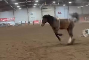 *New Sale Consignment* Lot #14B G19 Drama Queen owned by Wayne Cardinal (Incredi-Bull Rodeo. #G19 , she is a direct daughter to Sly that has sired many good horses. This 8 yr old mare is stout, honest and a handful, money or mud kinda horse. Don't miss the opportunity to own this mare was some good bloodlines at the CMBH #futurityoffortunesssale on November 1, live or online bidding available 5 PM. #1futurityassoc #cmbhbucksmore | Canadian Made Bucking Horses