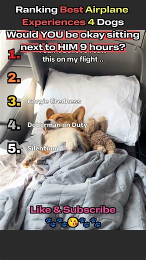 Ranking Cutest Dogs in Airplanes Top 5