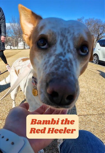 “We left the adoption event without her, and couldn’t stop thinking about her”. Meet Bambi, the Australian Cattle Dog aka Red Heeler, with the most gorgeous freckle face and shy but sassy personality 🥺🐾 #redheeler #rescue