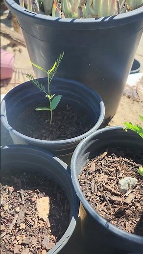 We are growing more palo verde seedlings
