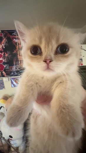 Scoobert's Adorable Thought Process with Kittens