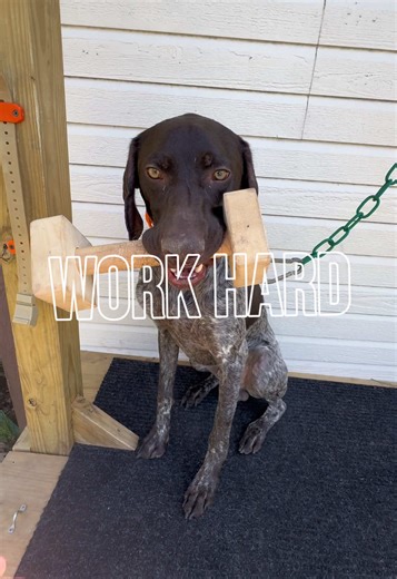 Building Exceptional Bird Dogs: Training with Personality