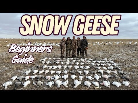 How to Snow Goose Hunt: Beginners Guide