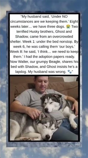 Husband Who Swore “No Dogs” Now Can’t Imagine Life Without Three Rescues