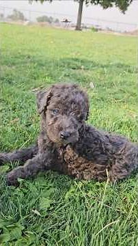 Blue Eyed Whoodle Pup 🐶 Red Velvet