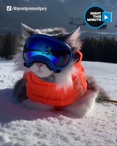 Meet Gary the Adventure Cat! His sweet ski goggles caught our eye and we just had to know more! From tandem runs down the snowy slopes to low-key days on the lake, this adorable rescue kitty loves to go on adventures with his human James. | KPLC 7 News
