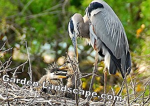 Garden Practice: Egret - driving herons out of the garden pond | 2025