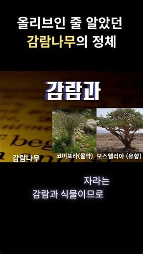 성경 속 '감람나무'가 사실 올리브가 아니라고? #올리브 #감람나무 #성경지식 #상식 #사과보는개미 #성경