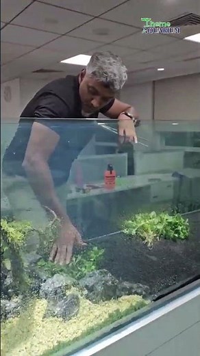 🌿🌊 12ft Live Planted Aquarium with Tiny Fish! 🐠✨ Theme Aquarium Chennai