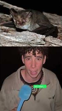 Join Kai, protect the night sky. Light pollution is hurting cultural knowledge and biodiversity