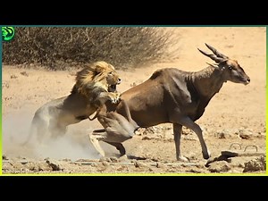 13 Smart and Drastic Ways Predators Hunt their Prey