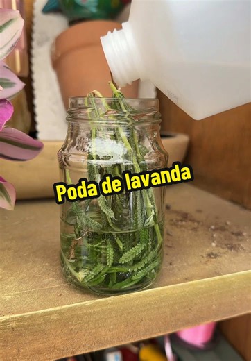 Cómo podar y utilizar lavanda para aromatizantes
