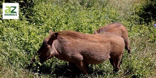 The States With the Most Feral Hogs