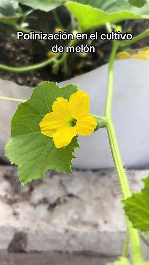 Polinización en el cultivo de melón: Guía práctica
