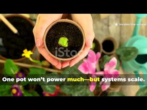 This Plant Generates Electricity Grow It In A Pot Power An LED Forever