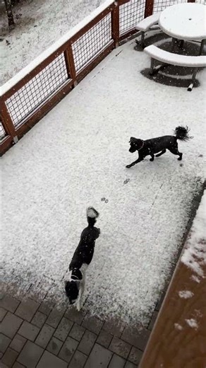 Snow day in Flagstaff #emptynesterlife #winterwonderland #flagstaffaz