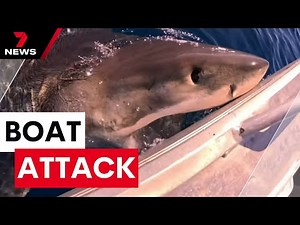 Shocking footage of Great White Shark's boat attack | 7NEWS