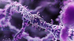 Scanning Electron Microscope Image of Transcription Factor Proteins Navigating through the Complex Chromatin Structure Stock Footage - Video of biology, genetic: 331556062